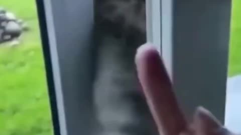 Best Funny Animal Videos 2024 - Funniest Cats And Dogs Video