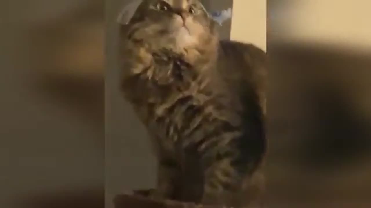 FUNNY VIDEOS COMPILATION OF CATS AND DOGS 2023