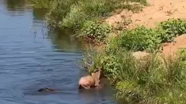 Crocodile 🐊 Caught a wildebeest while it was drinking water 💧