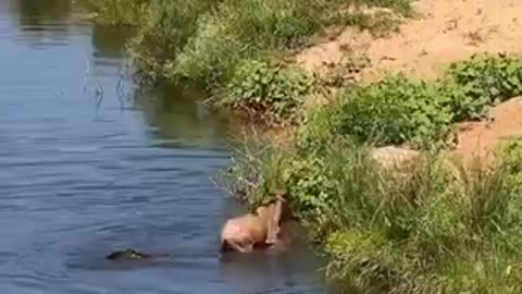 Crocodile 🐊 Caught a wildebeest while it was drinking water 💧