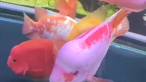 A group of beautiful ornamental fish
