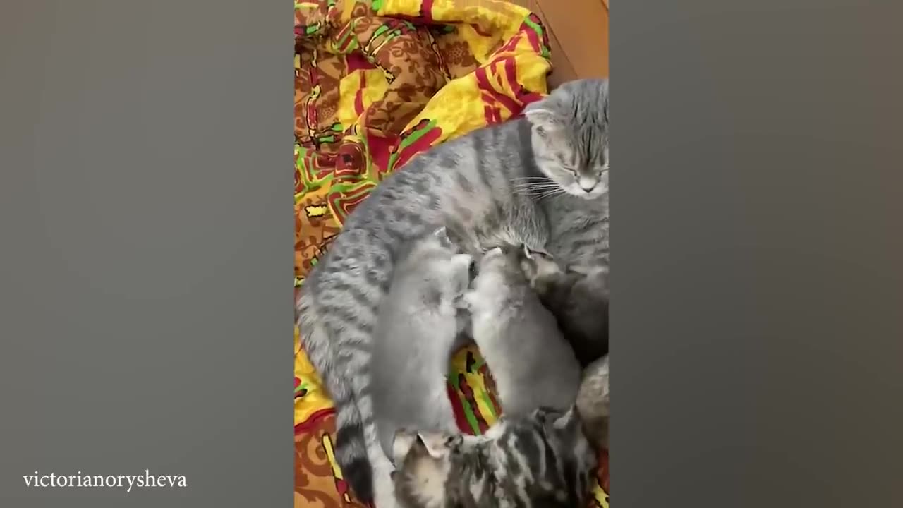 The very best and funniest CAT moments 😅Funny Pet Videos 2024