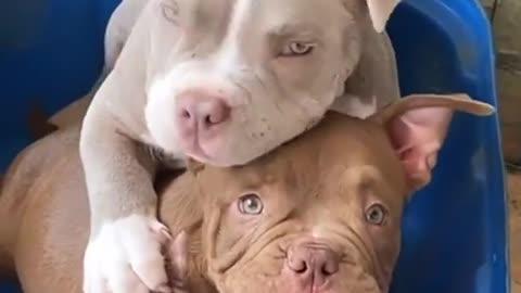 funny dogs