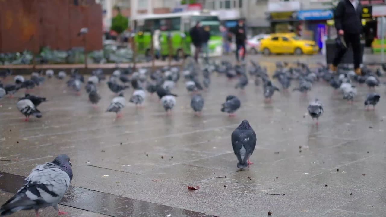 Pigeons
