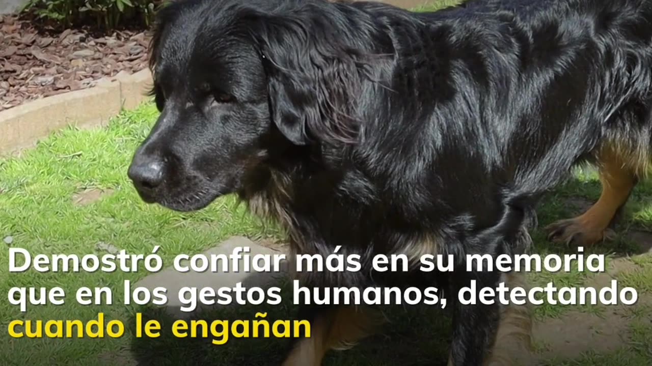 Raza de Perros más inteligentes