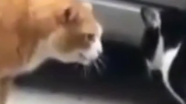 Don't invade my territory!