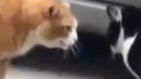 Don't invade my territory!