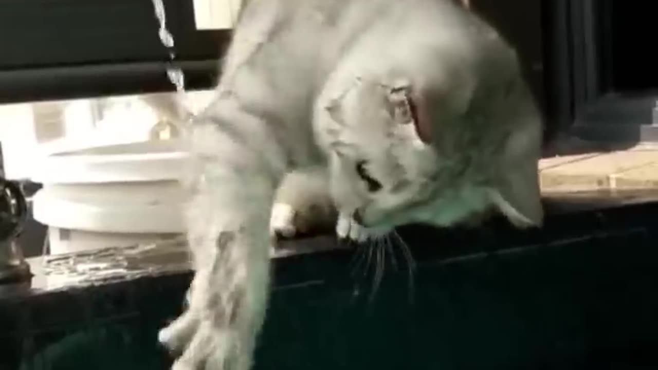 El mejor video de gatos más divertidos