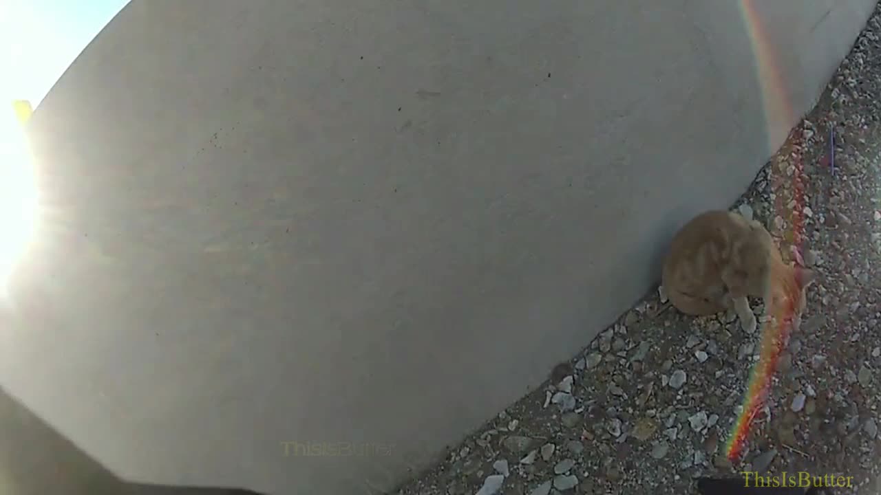 Arizona trooper rescues stranded cat along I-10 freeway and adopts him