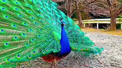 Peacock opening screen