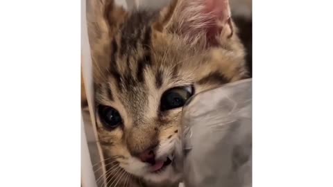 Animal Cat Look Amazine