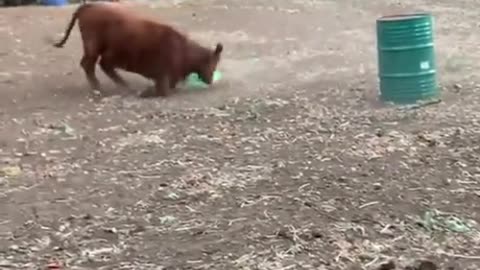 A donut to entertain the cows