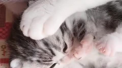 The love of mother.
