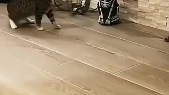 Try Not To Laugh or Grin While Watching Funny Dogs & Cats Videos compilation 2022
