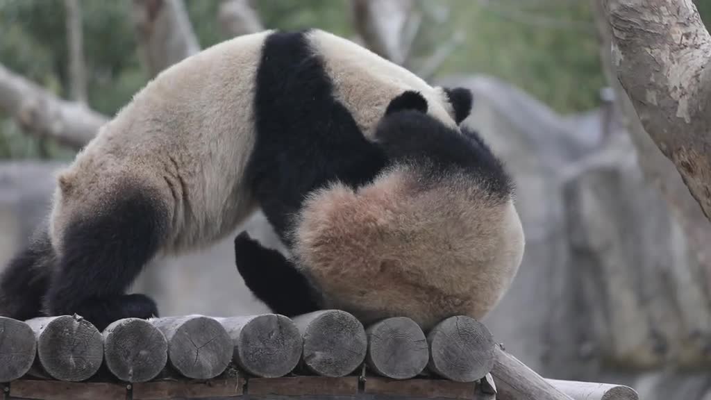 Who knows what they're doing # Panda