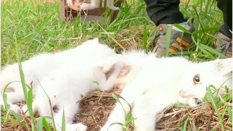 Som de gato - Gatinho miando 🐱som para atrair gatos🐈 sound to call cats #somparagatos kitten meowing
