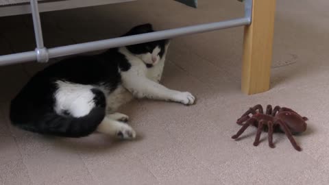 Funny cat playing with a spider