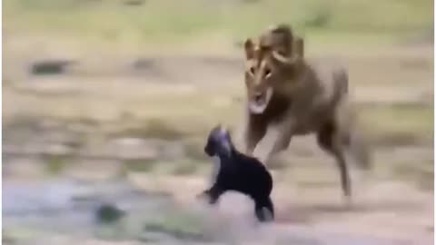 Lion fighter lion tiger real 😂🤩😂🤩🤩