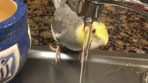 Funny parrot |cockatiel parrot | Funny birds | Funny animals