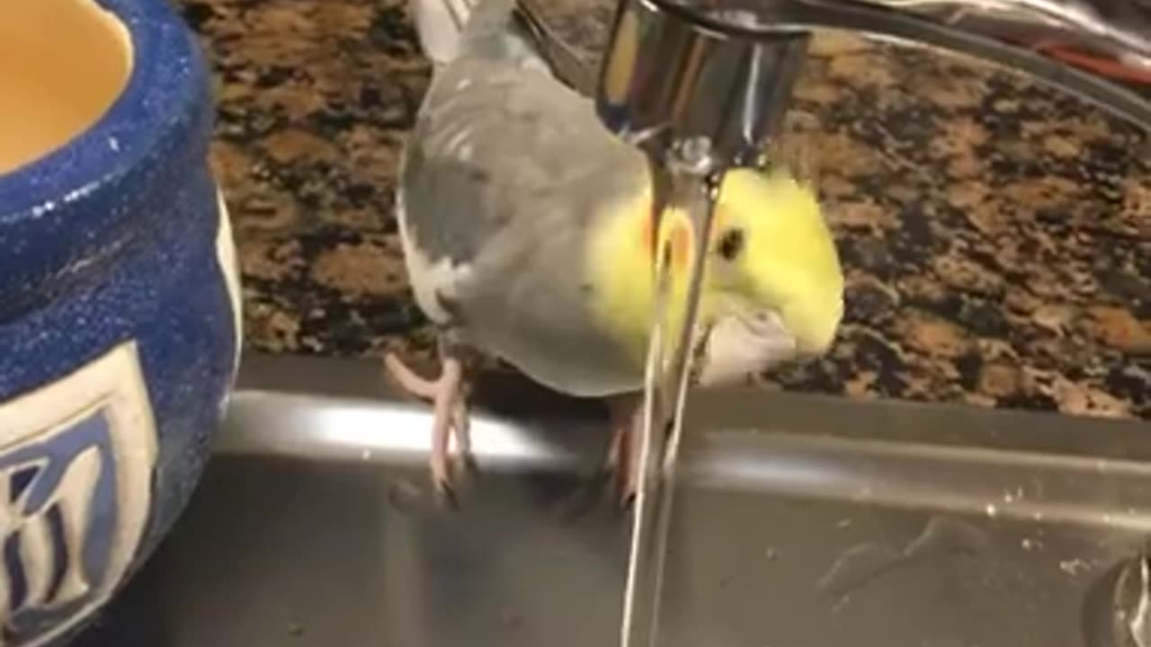 Funny parrot |cockatiel parrot | Funny birds | Funny animals