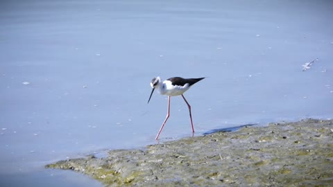 Birds eating on sea Birds beautiful wives 😍