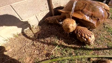 Feeding ALL My Tortoises! - Daily Routine-14