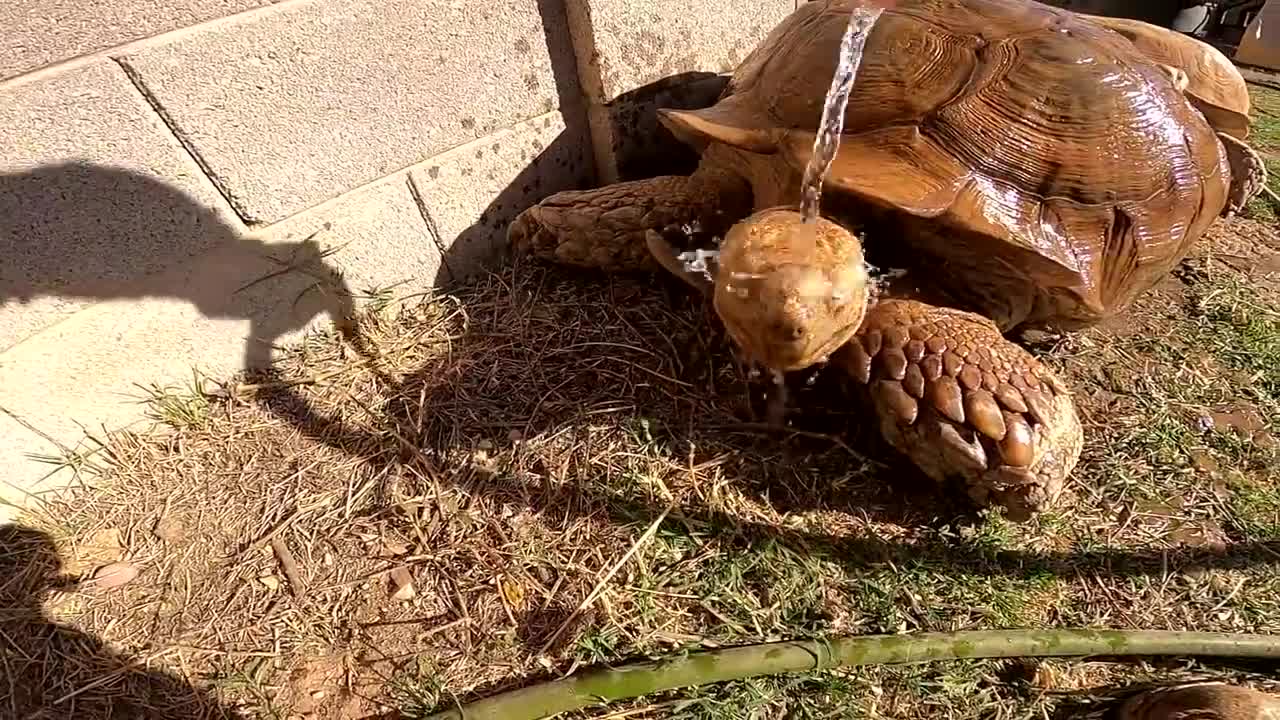 Feeding ALL My Tortoises! - Daily Routine-14