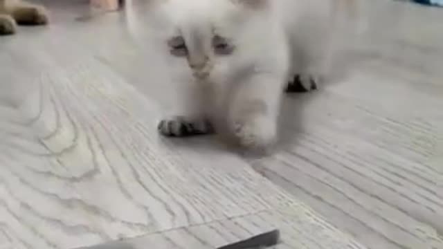 Baby Cats - Cute and Funny Cat Videos Compilation / Aww Animals #shorts