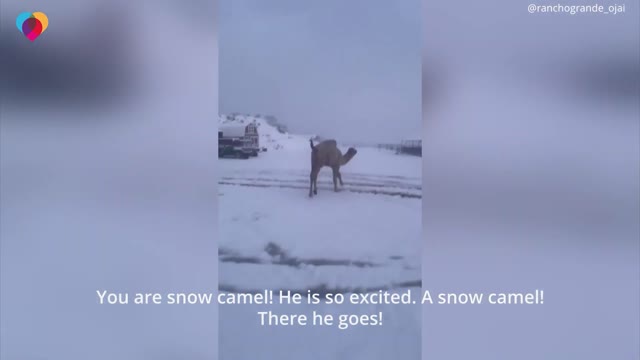 Camel jumps for joy when seeing snow for first time