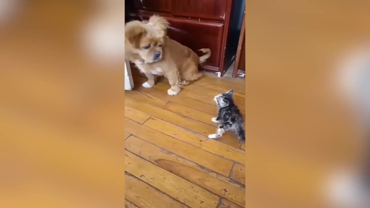 Funny cats_Dogs