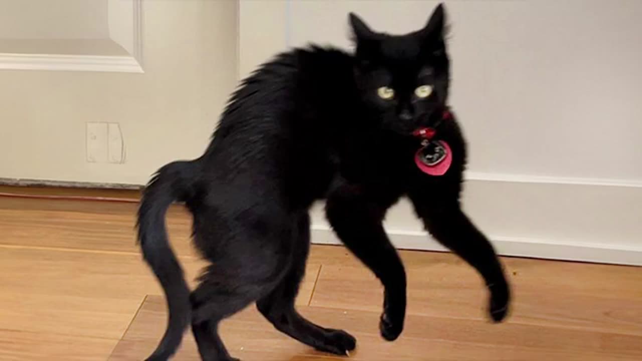 Cat funny moments