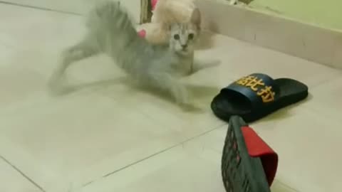 Naughty and beautiful cat