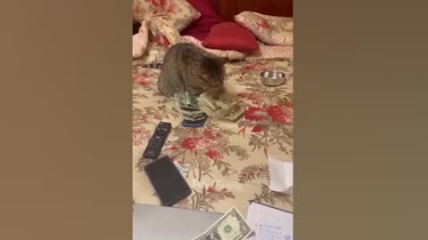 Funny Animal Videos Collection