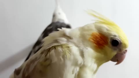 Budgies and Cockatiel Birds Playing and Feeding