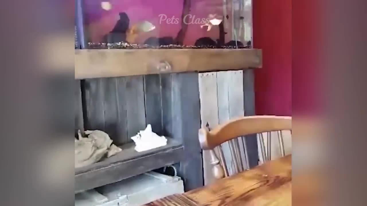 DON'T SHOOT PLEASE