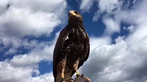 Raptor Vision