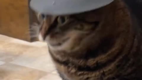 FUNNY CATS! FUNNY DOGS! FUNNY PEOPLE!