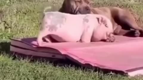 Awwww cutiesss 🥰🥰