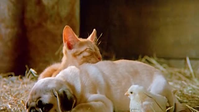 These pets are really nice and lovely