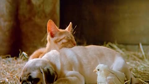 These pets are really nice and lovely