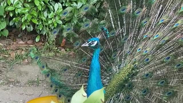 Good luck with the peacock