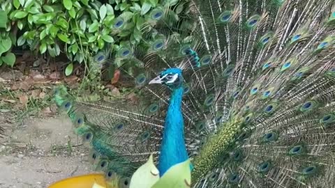 Good luck with the peacock