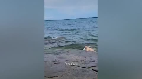 Funny videos about cats and dogs