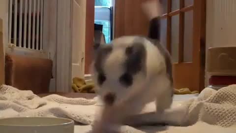 A stumbling dog.