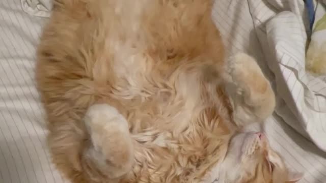 Floofy dreams