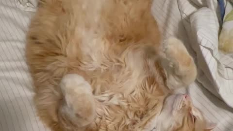 Floofy dreams