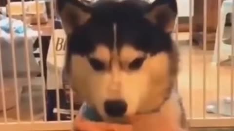 🤣 Try Not To LAUGH 2021 | Awesome Hilarious Dog Videos