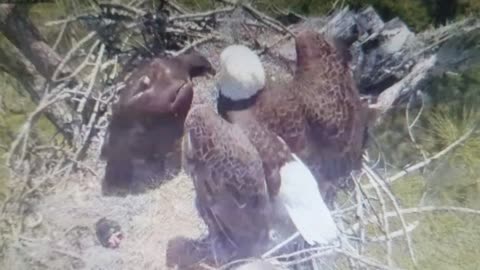 Skattie & Puppy Mill Raging as they Deflect for Predward & His Brother