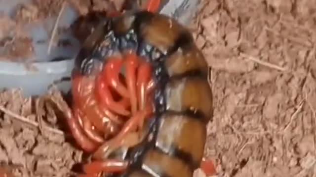 Feeding Scolopendra subsnipes deehani (Cherry Red Centipede)