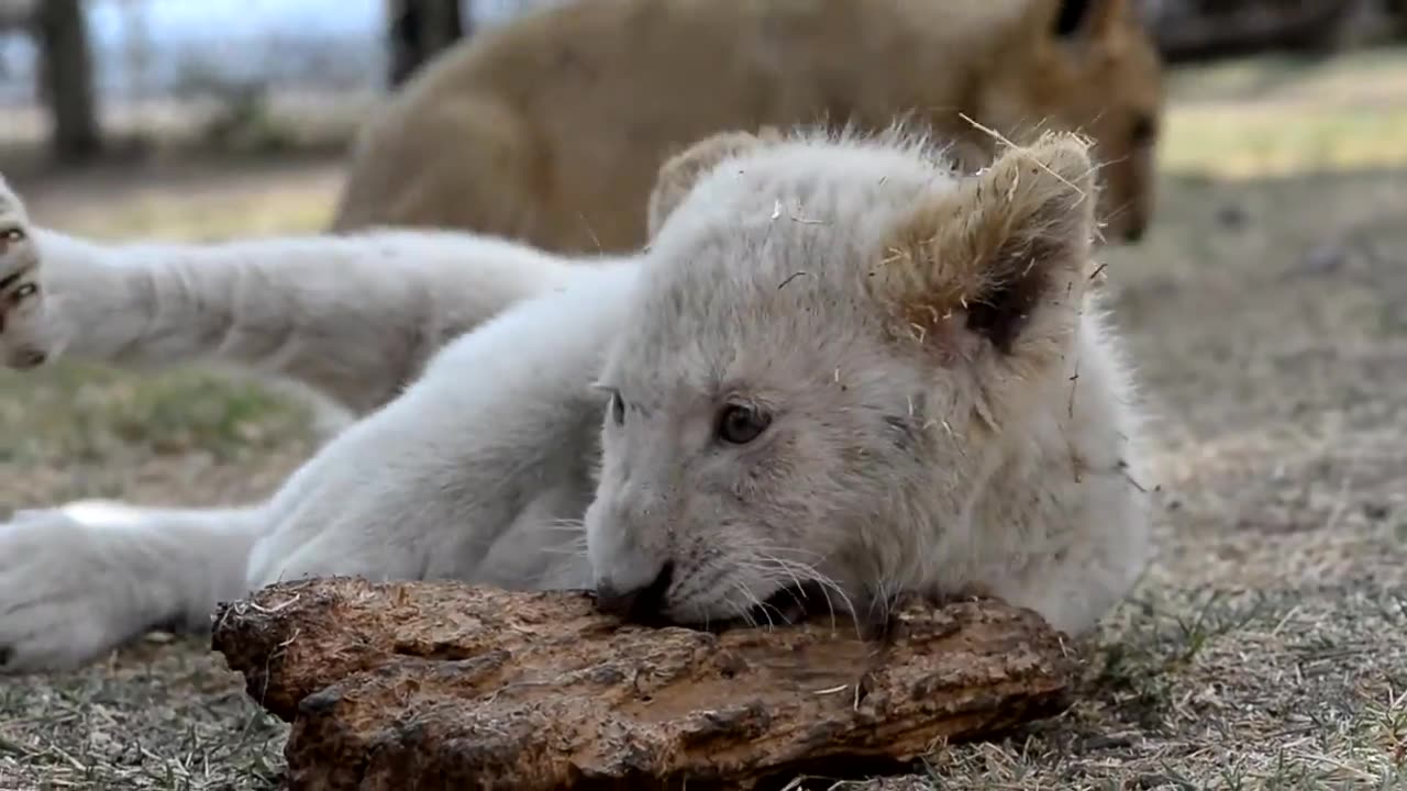 Cutest Lion Cub Ever Chewing on Wood